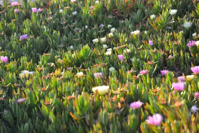 DSC_7295 (Large).JPG